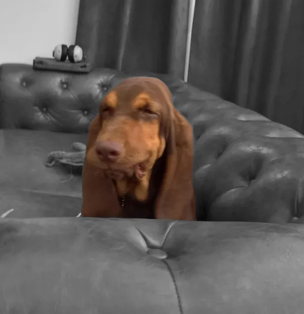 Goose looking deeply unimpressed