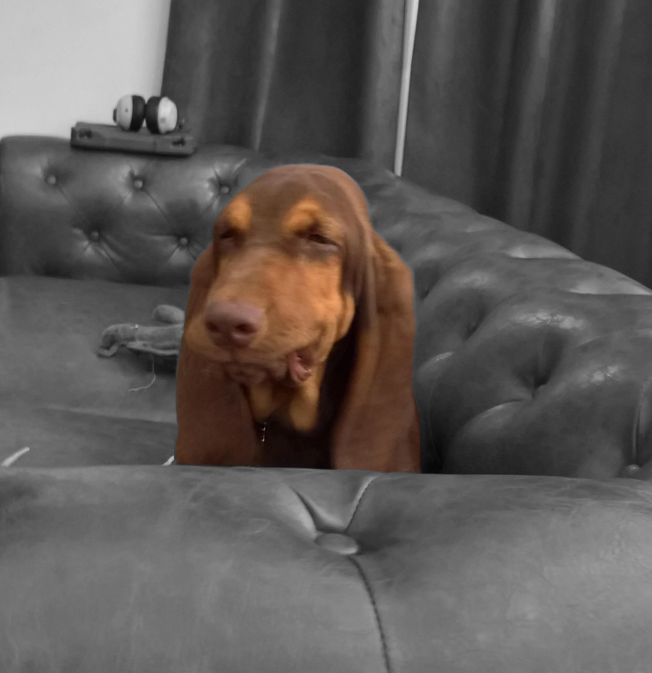 Goose looking deeply unimpressed