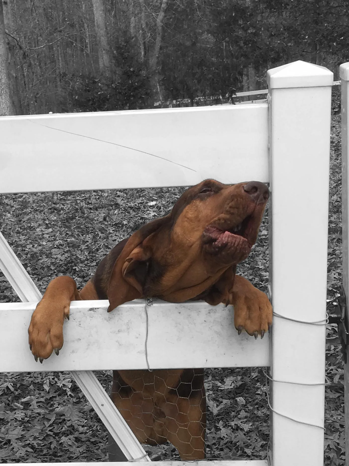 Goose making a very loud point