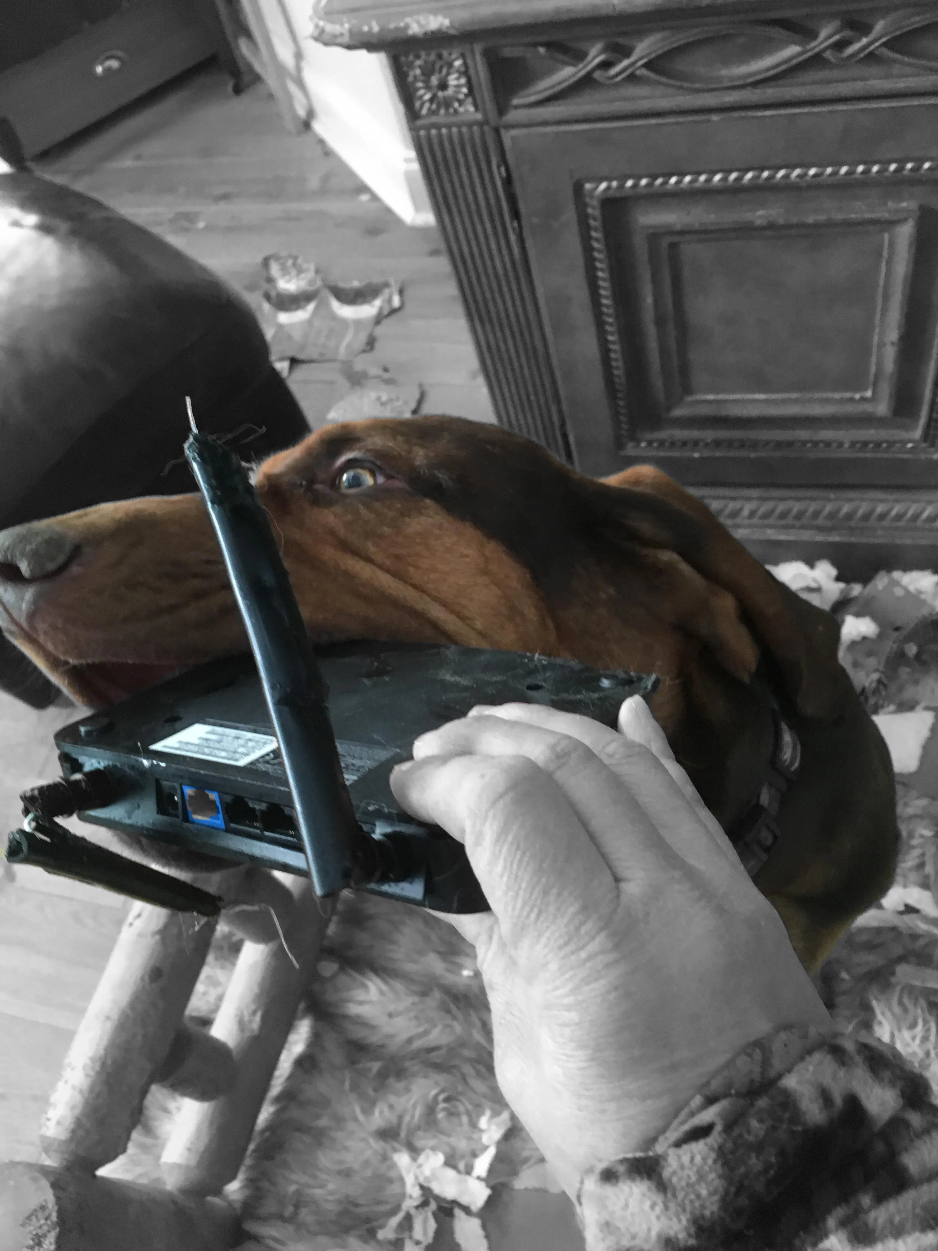 Goose stretched across networking equipment