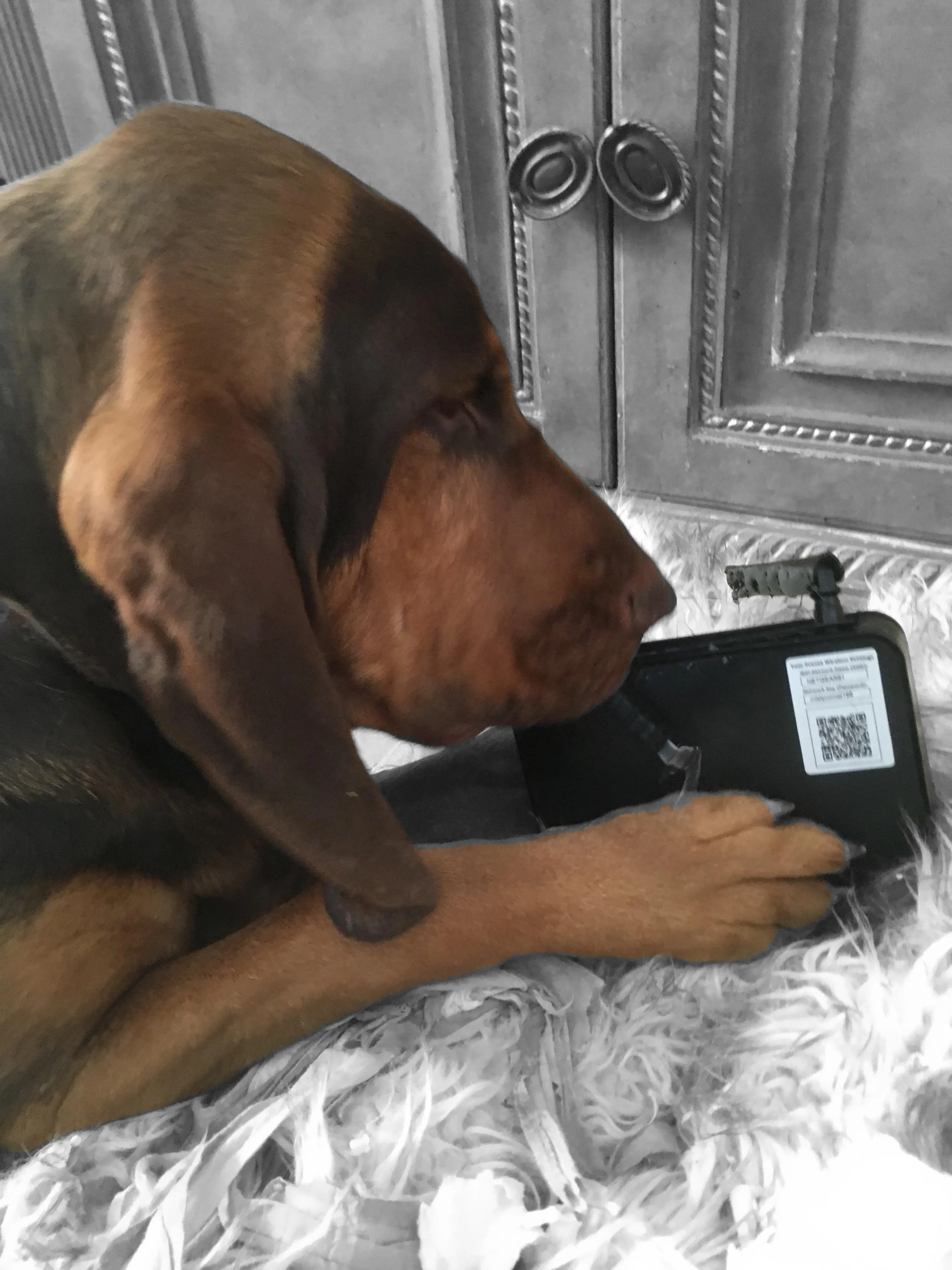 Goose inspecting a router