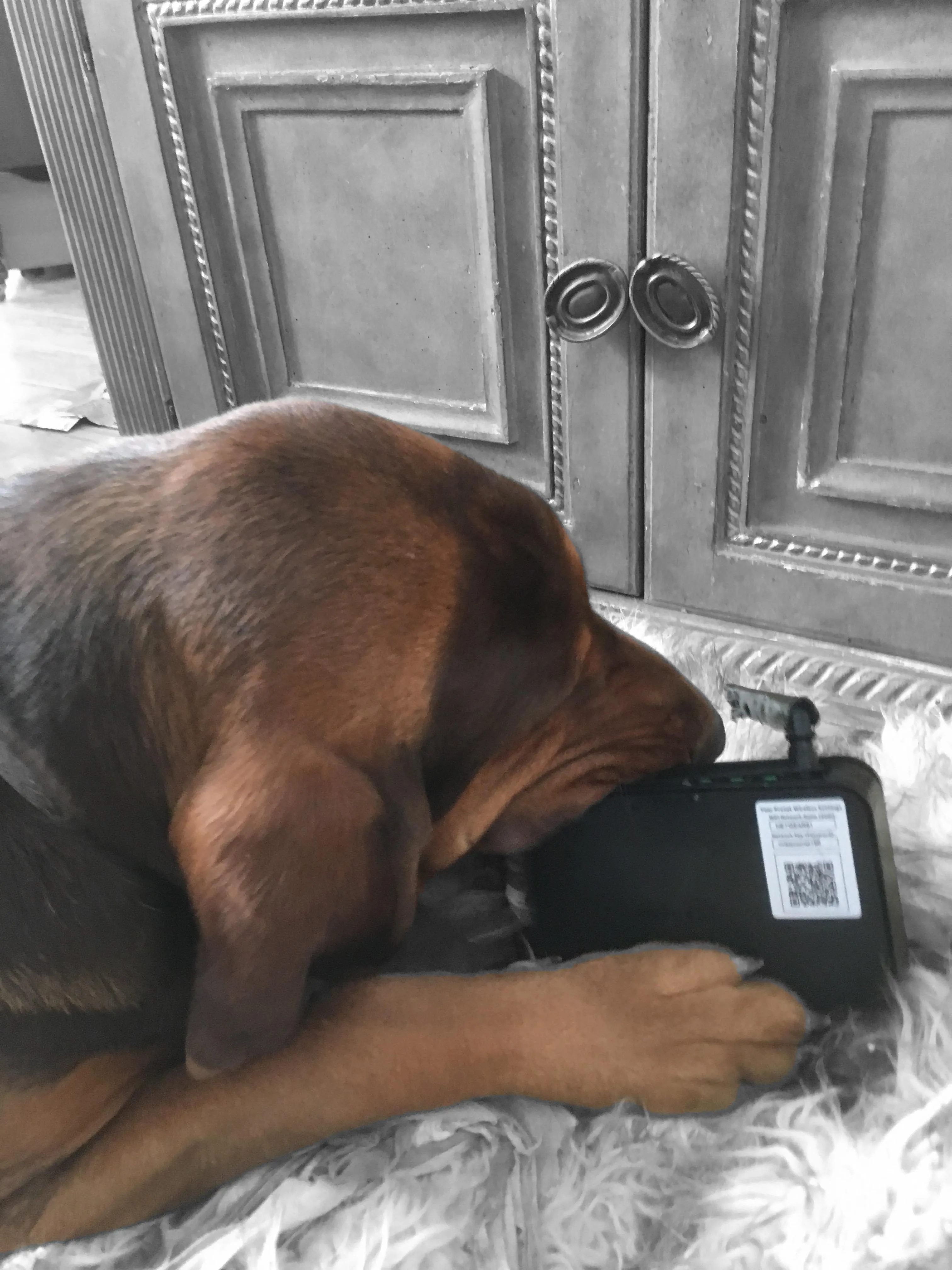 Goose resting after inspections